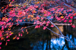 绿巨人福利导航功能界面